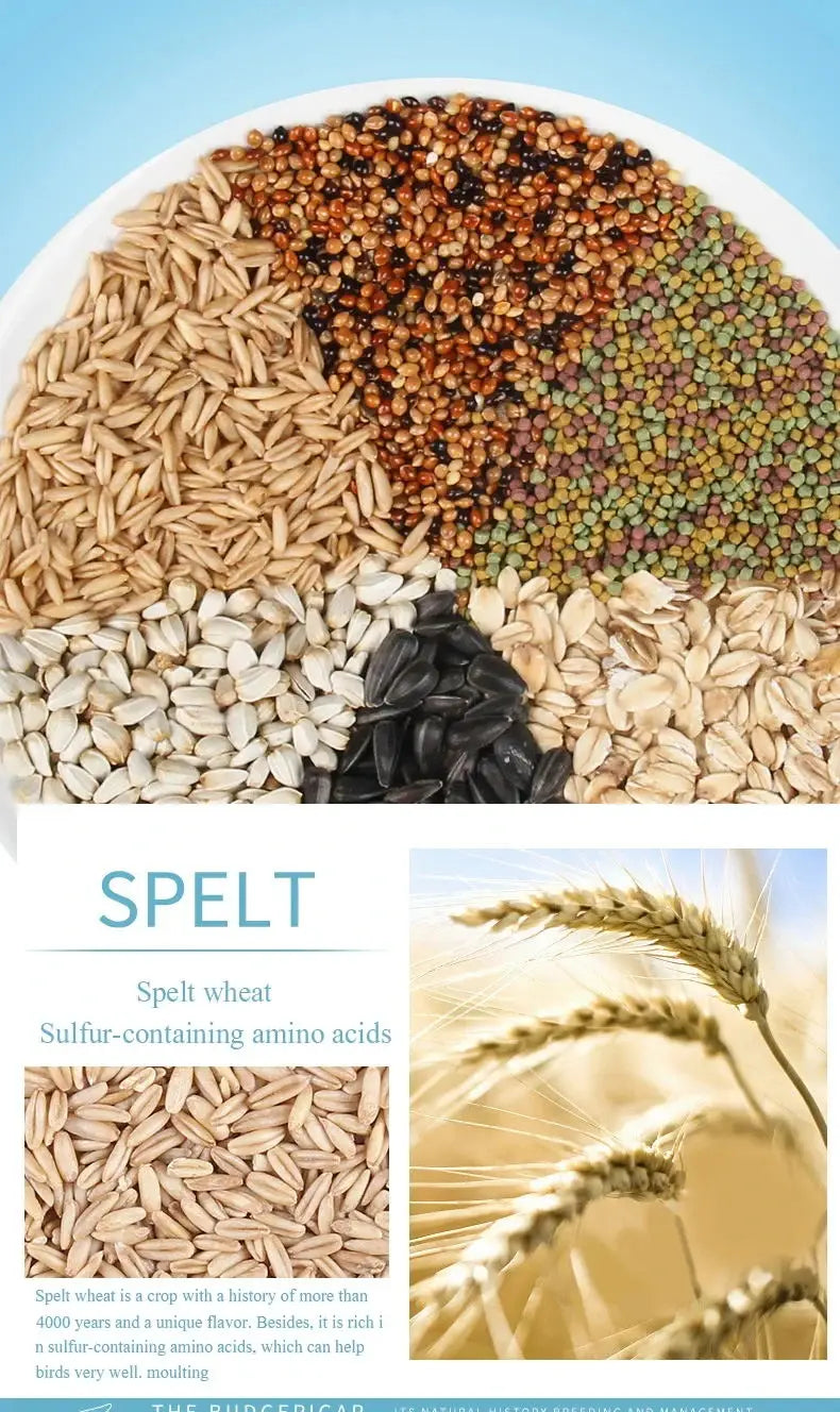 Bird food parrot feed oil sunflower bird feed parrot food bird food bird food feed