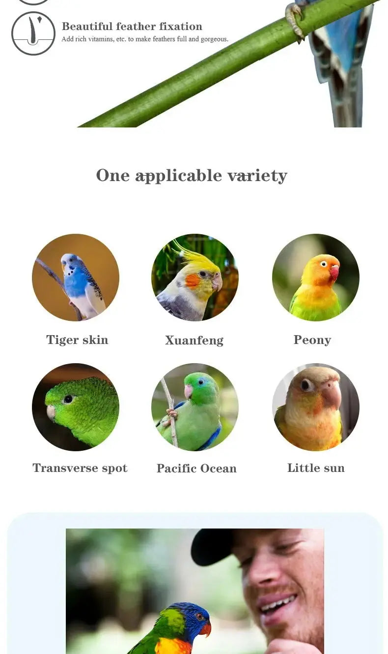 Bird food parrot feed oil sunflower bird feed parrot food bird food bird food feed