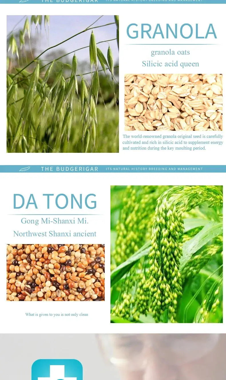 Bird food parrot feed oil sunflower bird feed parrot food bird food bird food feed